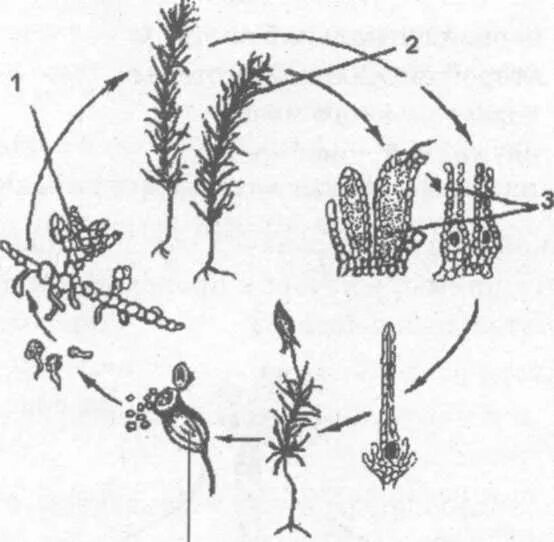 Цикл развития мха сфагнума схема. Жизненный цикл моховидных схема. Жизненный цикл мха Кукушкин лен без подписей. Цикл развития мха Кукушкин лен схема. Цикл зеленого мха кукушкин лен