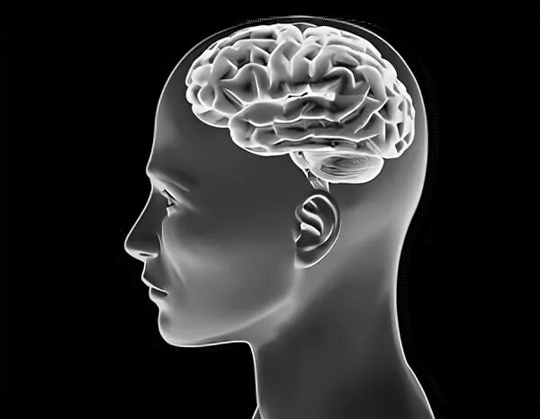 Brain 48. Исследование мозга картинки. Мозг Японии. ИИ. Eazy Brain nonogram.