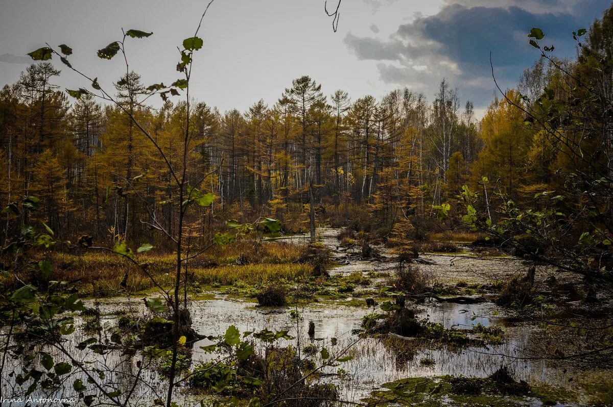 тайга сибири болота. таежные леса карелии. водно-болотные угодья хмао. ямал тундра осень. сфагновые болота тайга.