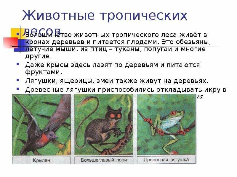 Сообщение о животных тропического леса 1 класс. Сообщение животные тропических лесов. рассказ о животных тропических лесов. кто живет в тропическом лесу. рассказ про тропический лес.