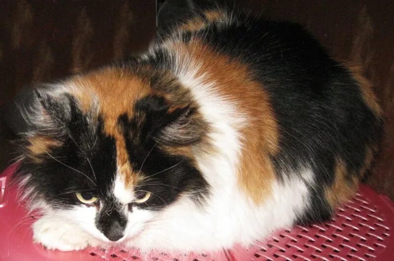 Какой породы трехцветная кошка. Сибирская трехшерстная кошка. трёхцветная кошка сибирская кошка. сибирская черепаховая кошка. сибирская кошка трехцветная пушистая.