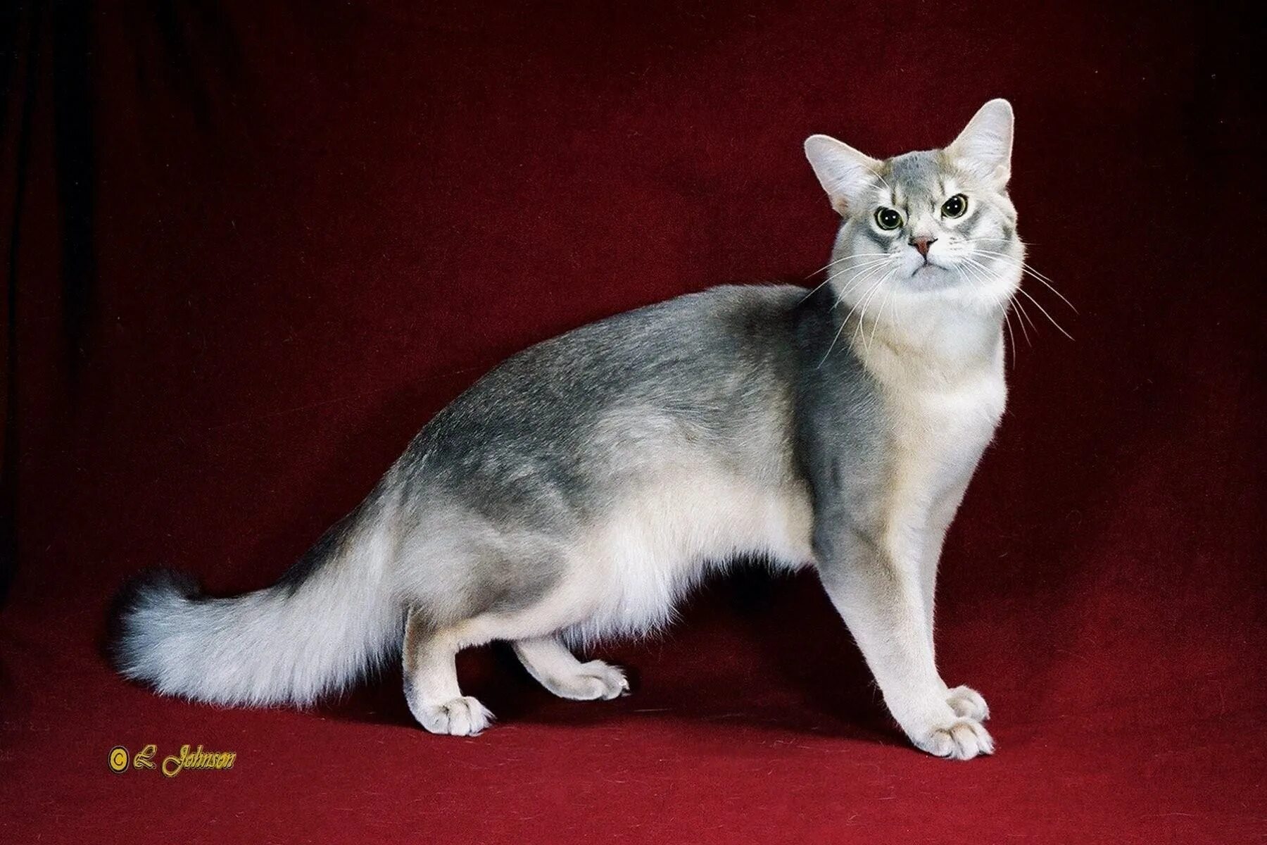 Серебристые породы кошек. Сомали порода кошек. Сомалийская кошка голубая. Сомалийская кошка короткошерстная. Сомалийская кошка голубого окраса.