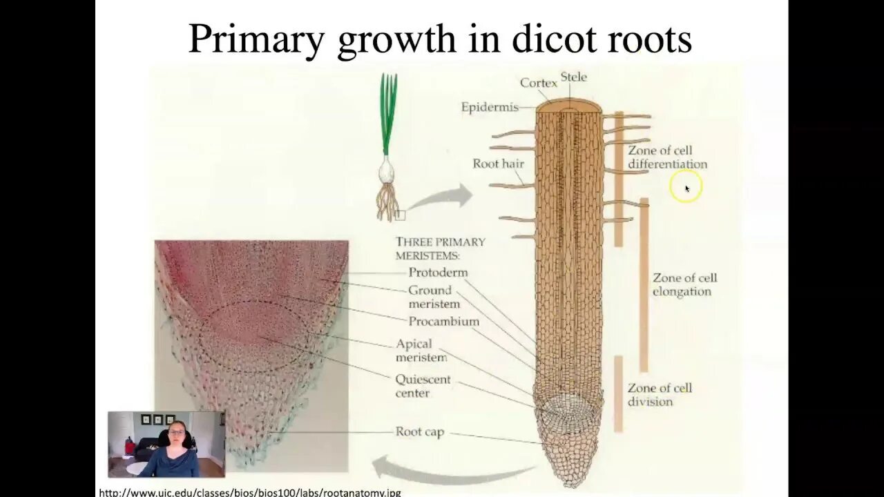 Root threads. Root apical meristem. меристема био. апикал нач меристема. меристема ромашки.
