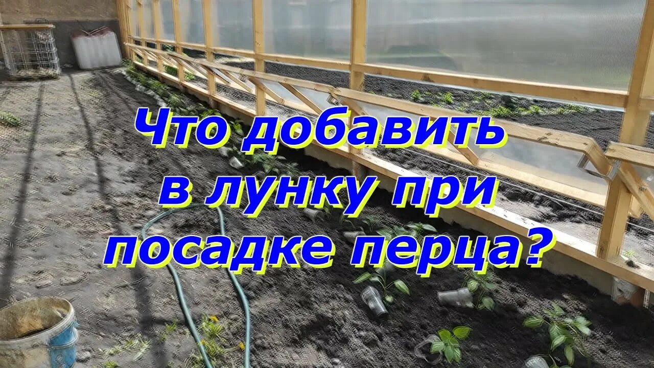 Что положить в лунку для перца. Что добавить в лунку при посадке перца. посадка перца в лунку. что добавить в лунку при посадке рассады перца. что положить в лунку при посадке перца в теплице.