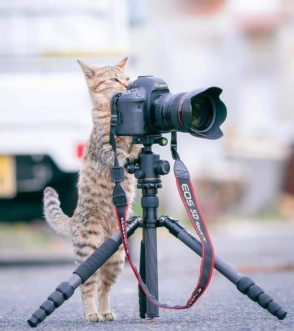 Кот режиссер. Кошка с фотоаппаратом. кот фотограф. кот с фотокамерой. котик с камерой.
