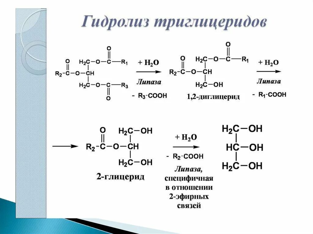 Распад триглицеридов. Схема липолиза биохимия. Ступенчатый гидролиз липидов. Схема синтеза триацилглицеридов. Гидролиз триацилглицеролов триацилглицерол-липазы.
