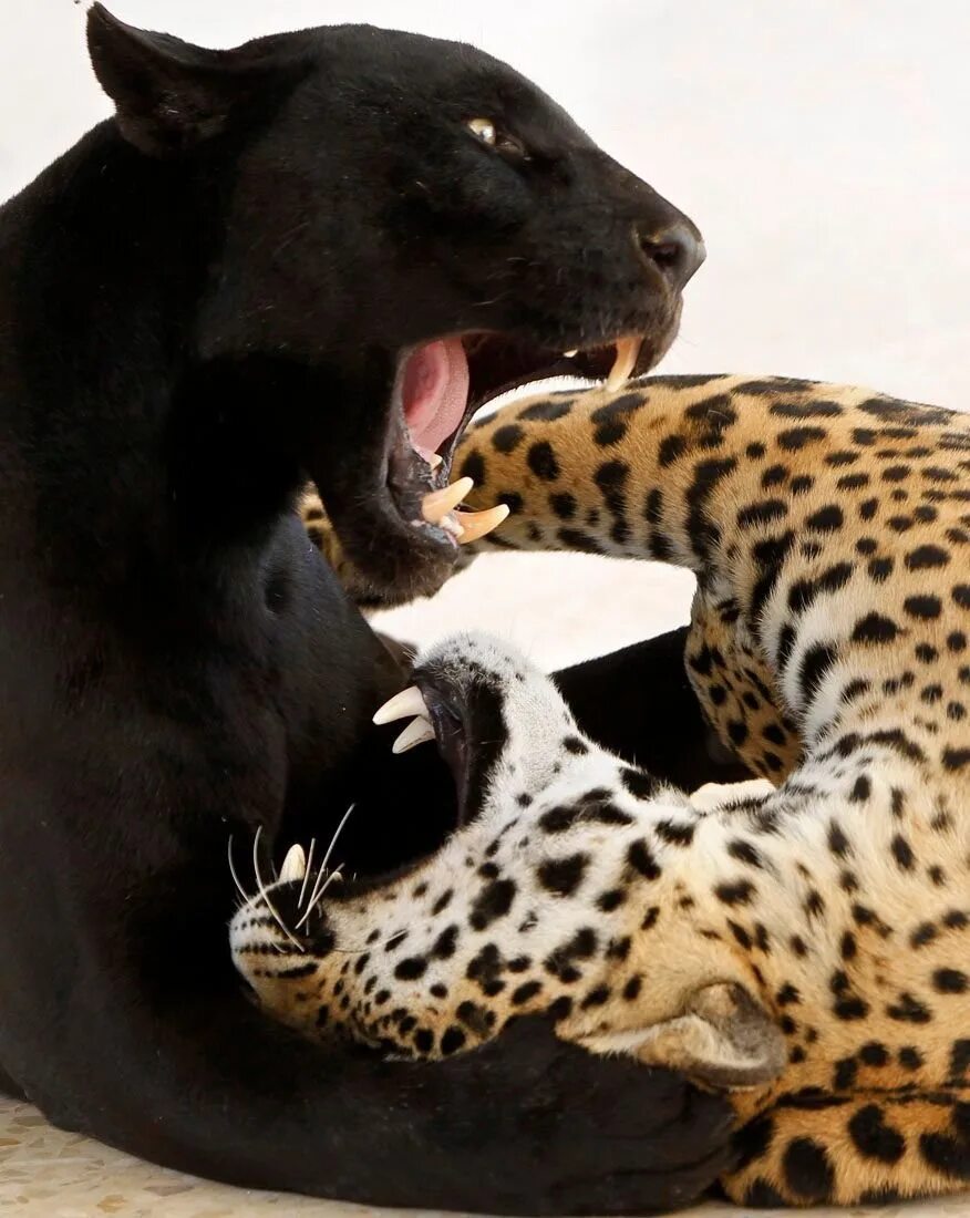 Ягуар леопард пума. Пантера и леопард. Тигр лев леопард ягуар гепард. Пума и леопард. Пума ягуар леопард пантера.