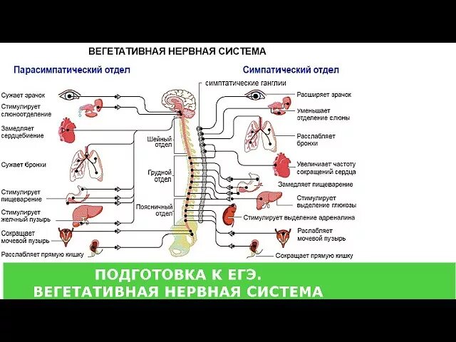 Симпатический отдел выполняет функции. Вегетативная нервная система симпатическая и парасимпатическая. Вегетативная парасимпатическая нервная система строение и функции. Парасимпатическая нервная система таблица. Симпатический отдел вегетативной нервной системы человека.