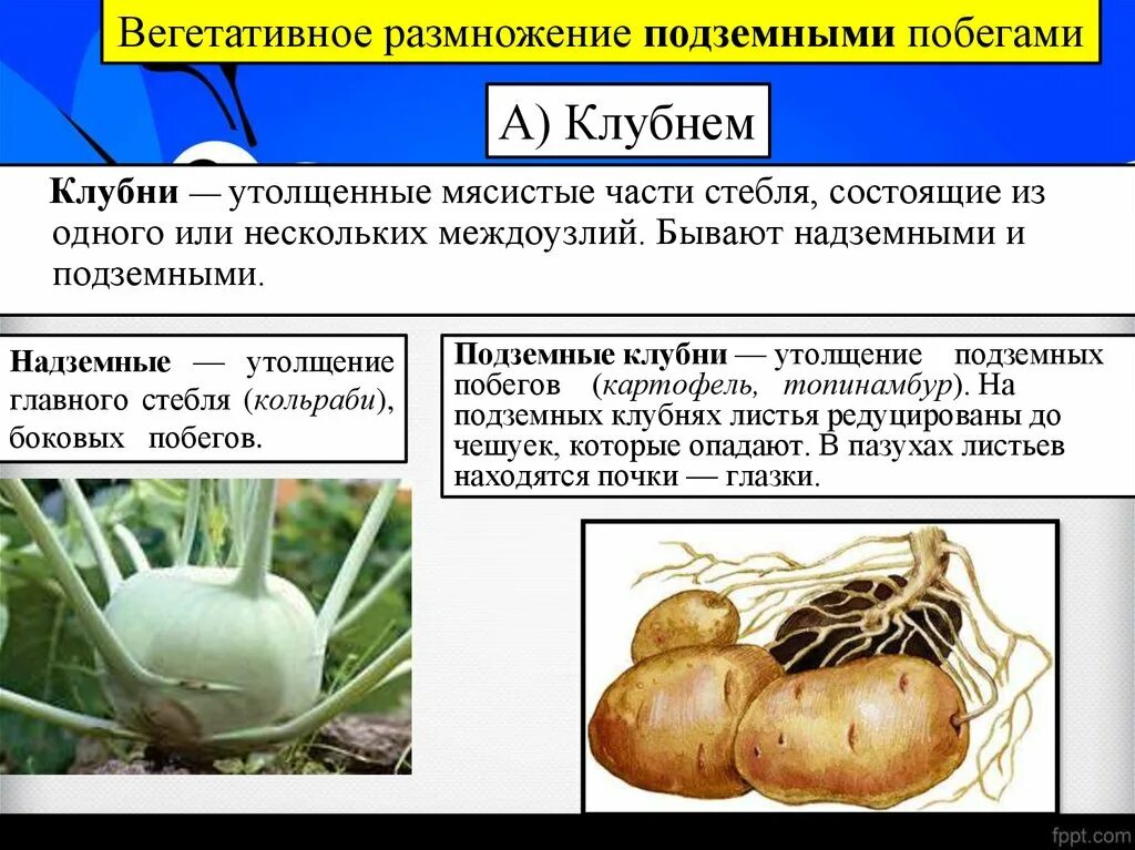 Вегетативное размножение с помощью луковиц. Вегетативное размножение подземными побегами. Вегетативное размножение подземные видоизмененные побеги. Надземный клубень капусты кольраби строение. Вегетативное размножение видоизмененными надземными побегами.