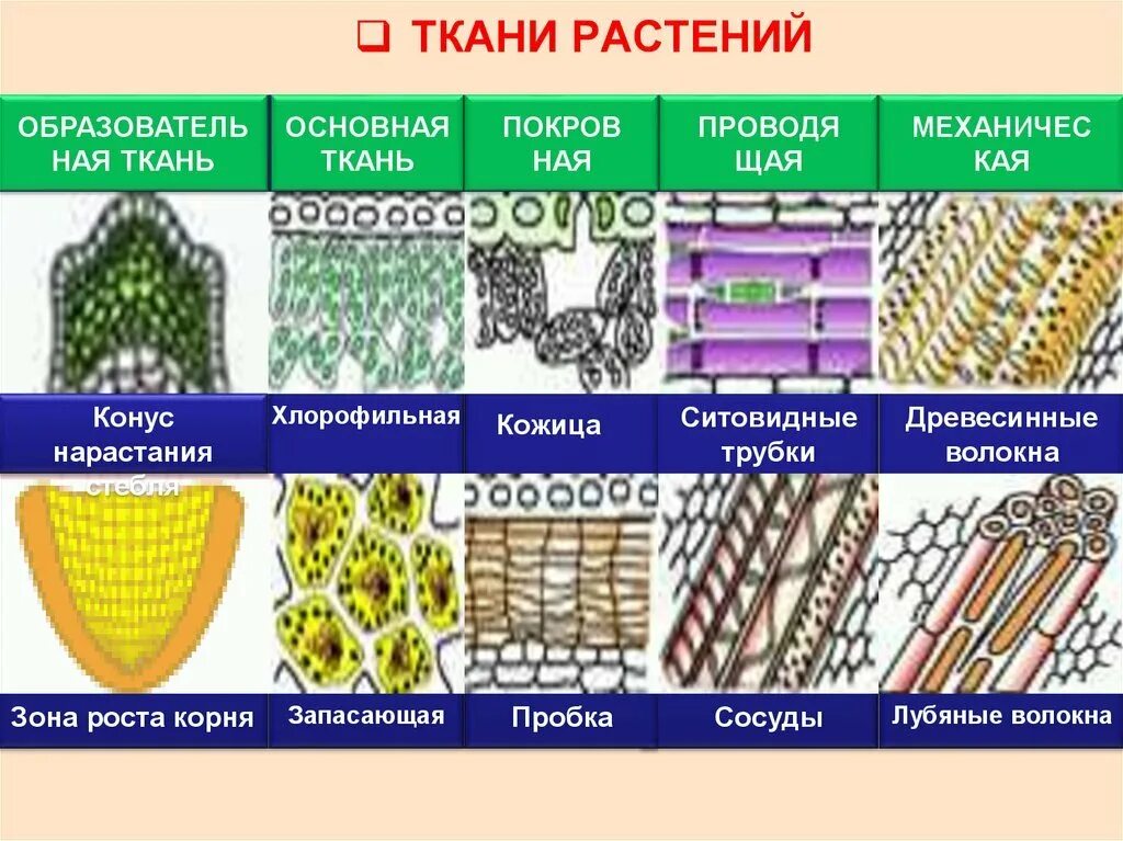 Целое часть биология. Ткани растений схема 5 класс биология. Строение растения ткани в биологии. Ткани растений 5 класс биология таблица запасающая. Назовите основные растительные ткани и их функции 5 класс биология.