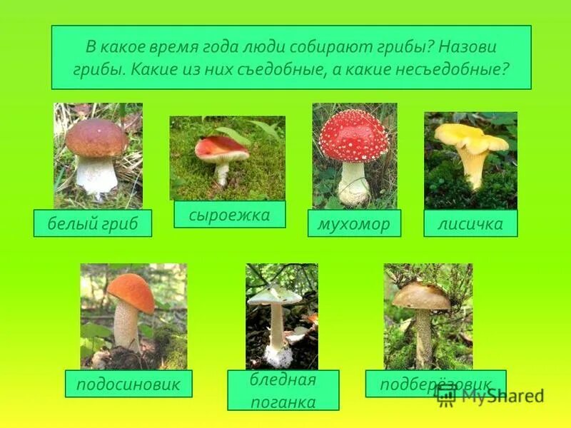 в какое время года можно собирать. таблица роста грибов по месяцам. календарь грибника 2021. календарь сбора грибов в подмосковье. таблица сбора грибов в подмосковье.