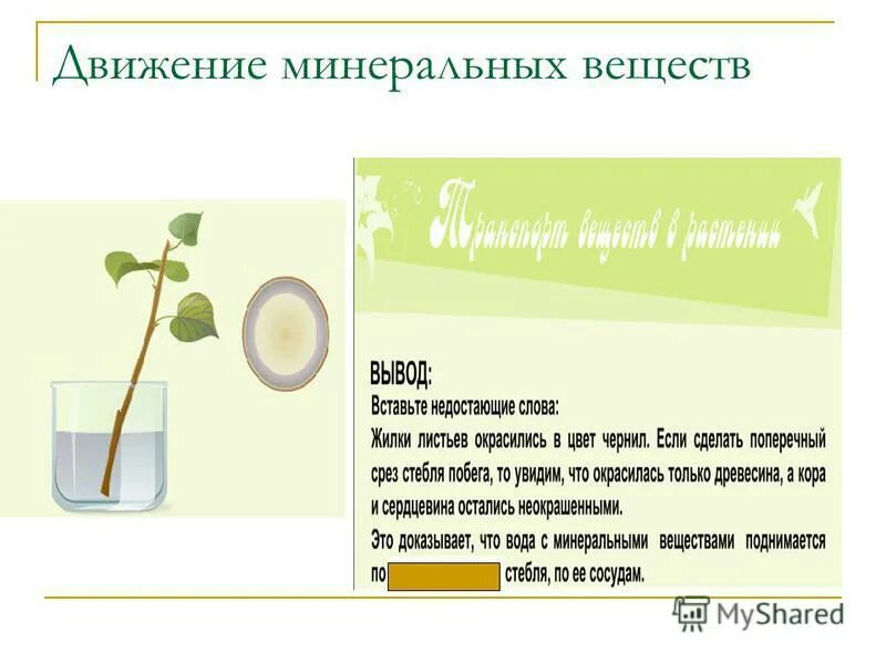 Выделение у растений листопад урок 6 класс. Выделение у растений листопад урок 6 класс