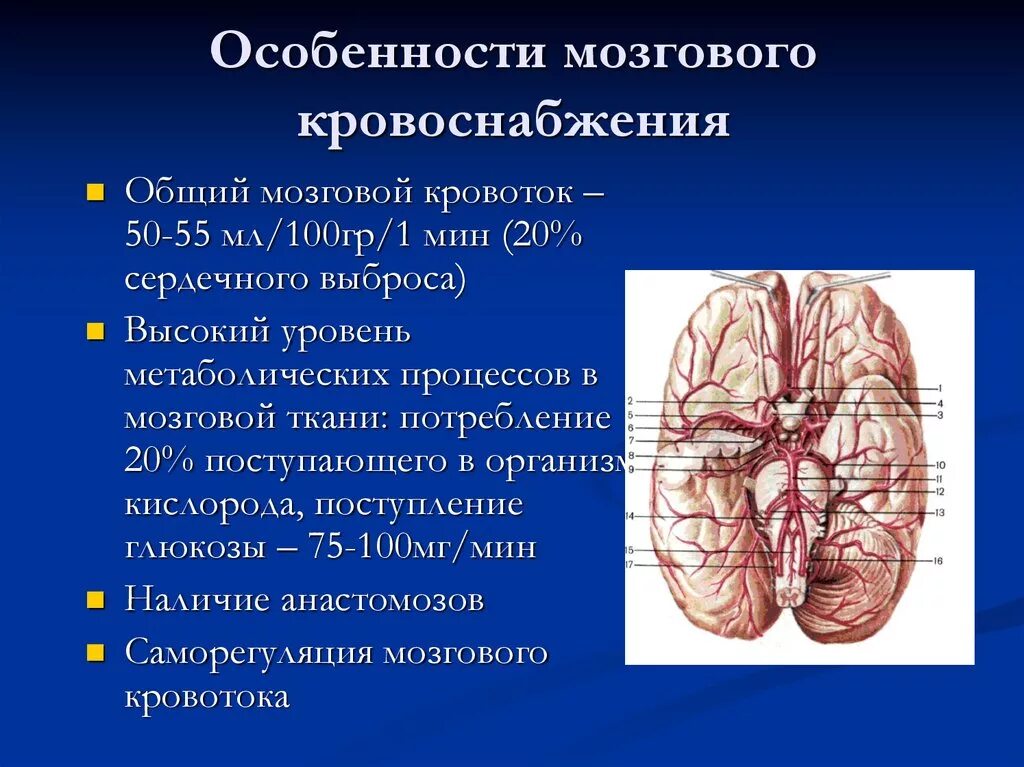 Кровоснабжение головного мозга. Особенности кровоснабжения мозга. Гемодинамика головного мозга. Особенности кровоснабжения головного мозга.