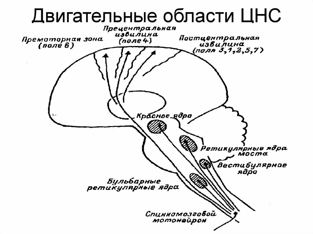 Пути ретикулярной формации. Ретикулярная формация и базальные ганглии. Двигательные центры ЦНС. Расположение ядер в ЦНС. Ядра центральной нервной системы