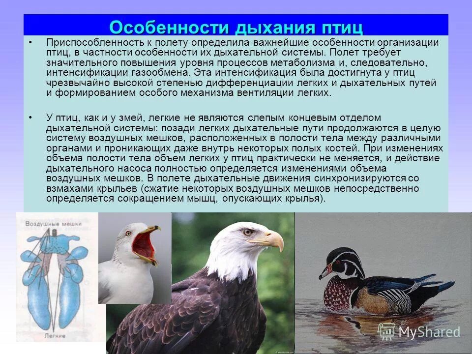 Дыхание птиц является. Дыхательная система птиц. Особенности дыхательной системы птиц. Особенности дыхательная системы у пьиц. Строение дыхательной системы птиц.