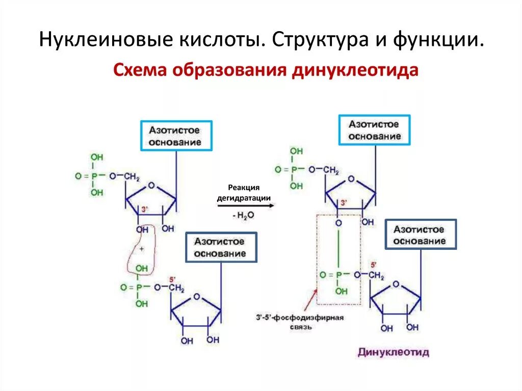 Нуклеиновые кислоты образуются