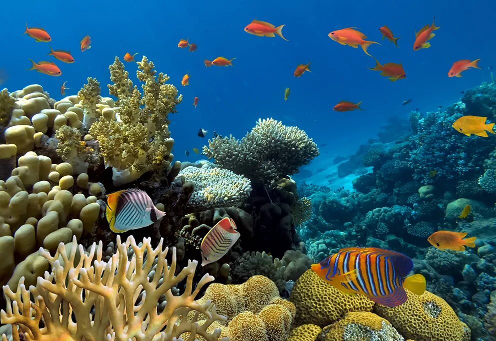 Underwater coral. Рифы в океане. Риф ракушки красное море. Подводный риф риф. Подводный кораллы и рифы.