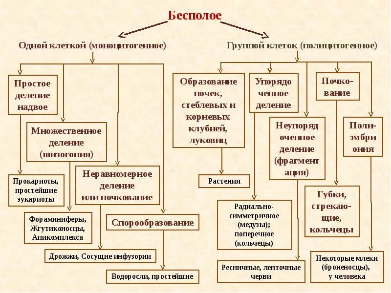 Размножение и развитие организмов. Размножение и индивидуальное развитие организмов. Размножение и индивидуальное развитие организмов таблица. Способы бесполого размножения.