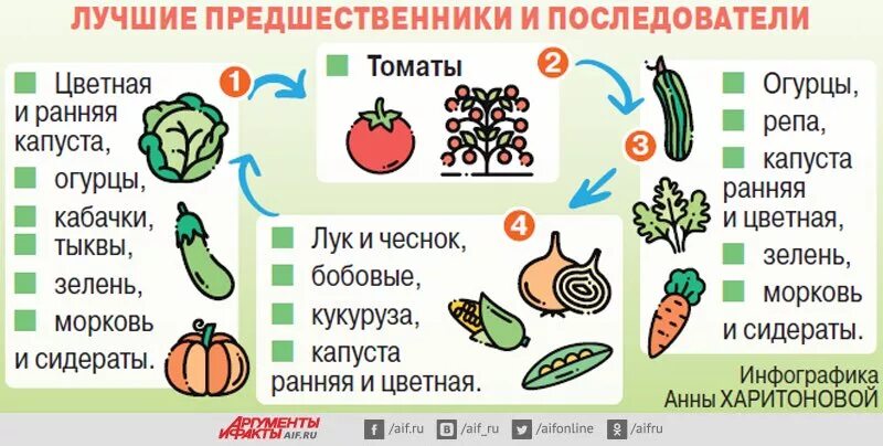 После чего сажают овощи. Схема севооборота овощных культур. Чередование культур в огороде. Овощной севооборот. Чередование овощных культур.