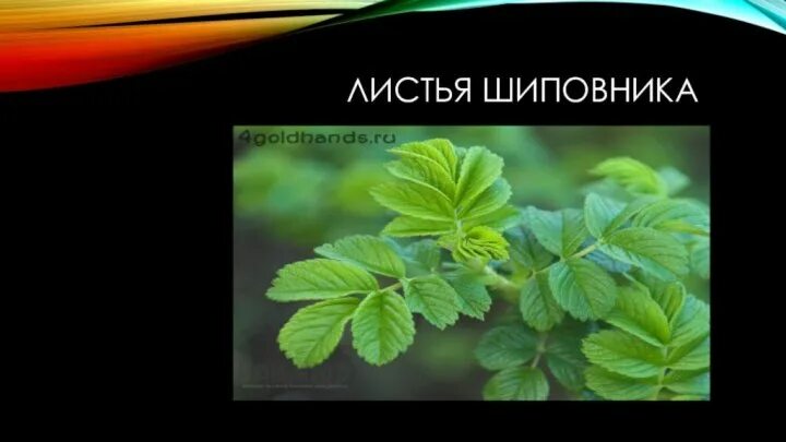 Листья шиповника биология. Черешок жилка и листовая пластинка. Шиповник коричный фармакогнозия. Листья шиповника биология. Шиповник форма листовой пластинки.