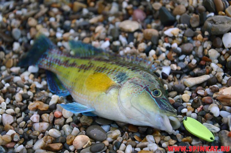 Зеленушка (Symphodus tinca) Fish pet, Black sea, Pets