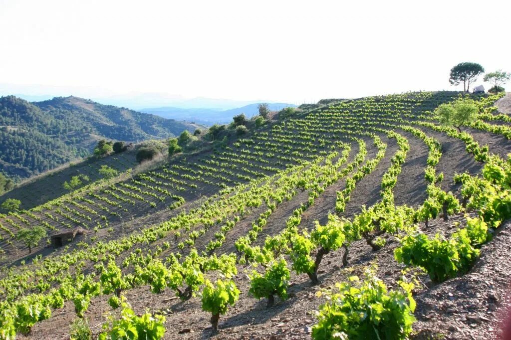 Руэда испания виноградники. Сельское хозяйство испании кратко. Сельское хозяйство испании виноградарство. Деятельность испании. Общая характеристика хозяйства испании.