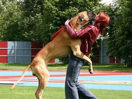 Ronda s dog is not long