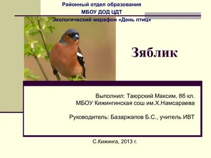 Зяблик разбор