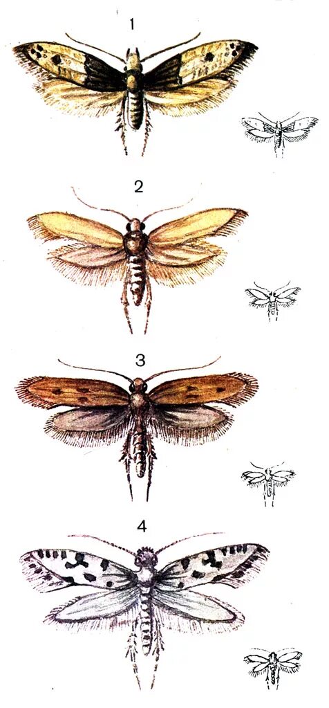 Строение моли. Моль Шубная (Tinea pellionella). Взрослая моль. Настоящая моль.