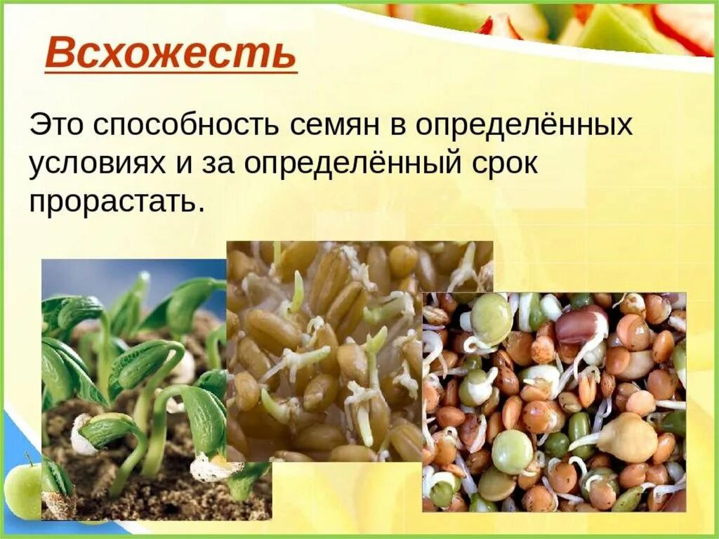 Условия посева семян биология 6 класс. Всхожесть семян. Определение всхожести семян. Типы прорастания семян. Прорастание семян биология.