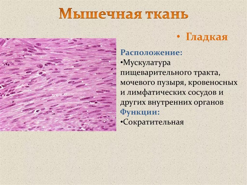 Какие функции выполняет гладкая ткань. Гладкая мышечная ткань строение и функции. Мышечная ткань функции гладкая ткань. Функции гладкой мышечной ткани гистология. Функции гладкой мышечной ткани у животных.