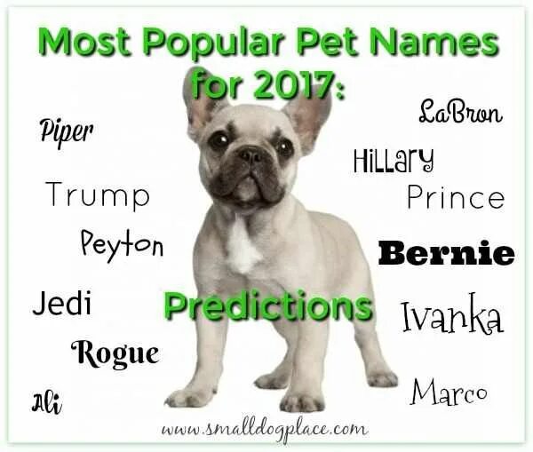 Funny pet names. Клички для собак мальчиков. Имя для щенка мальчика. Крутые клички для собак. Имена для собак мальчиков на букву т.