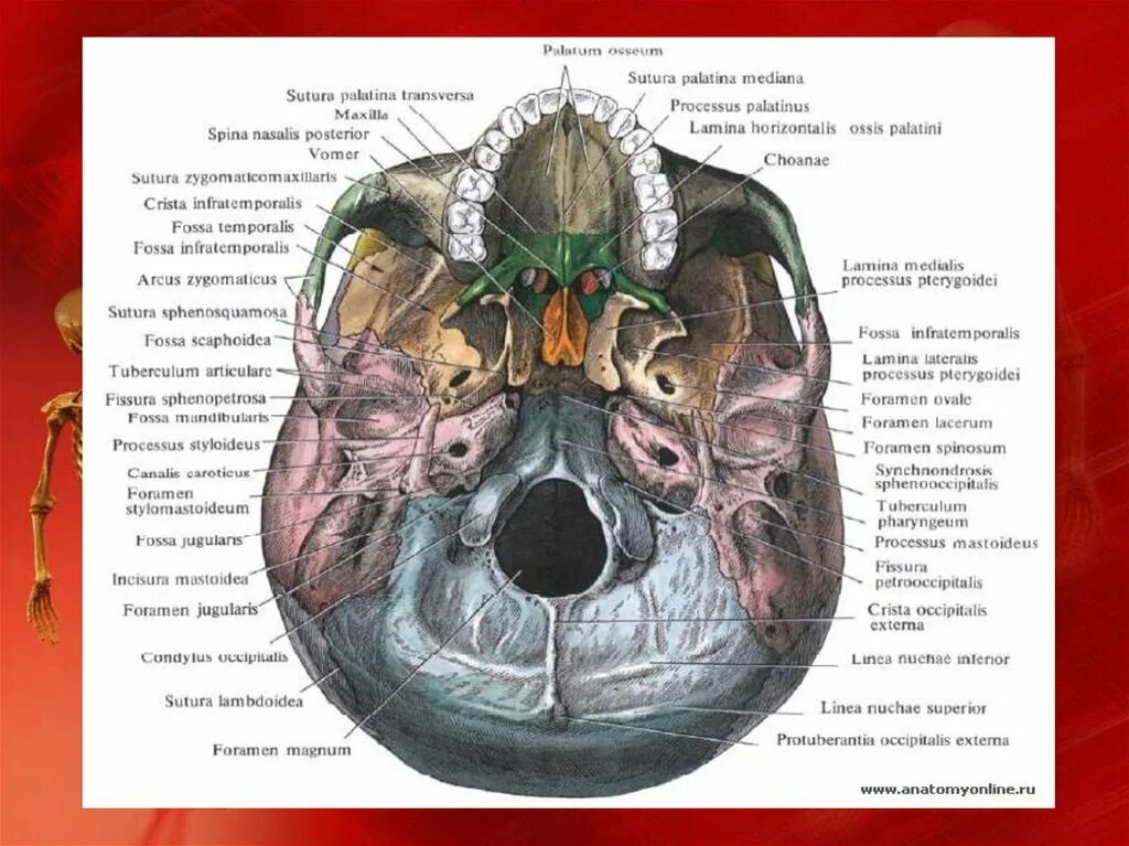 Топография внутреннего основания черепа. Топография наружного основания черепа. Кости основания черепа анатомия. Череп анатомия Синельников. Наружный на латыни