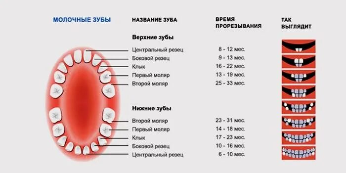В 2 года могут лезть зубы. Могут ли лезть зубы сбоку 1. прорезывание молочных зубов. название молочных зубов. порядок зубов у детей.