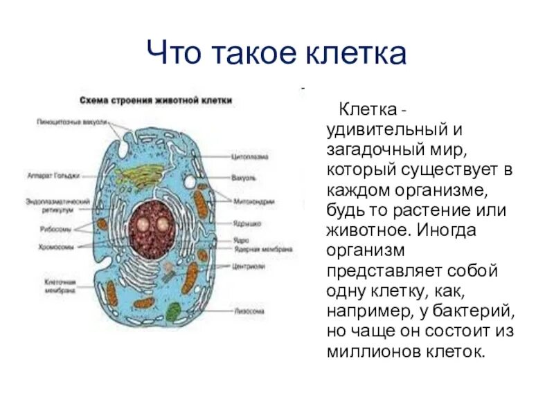 В любой клетке имеется. Строение клетки растения и животного 5 класс биология. Схема строения живой клетки. Клеточное строение это кратко биология. Клетка строение клетки 5 класс биология.