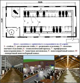 Коровник схема размеры