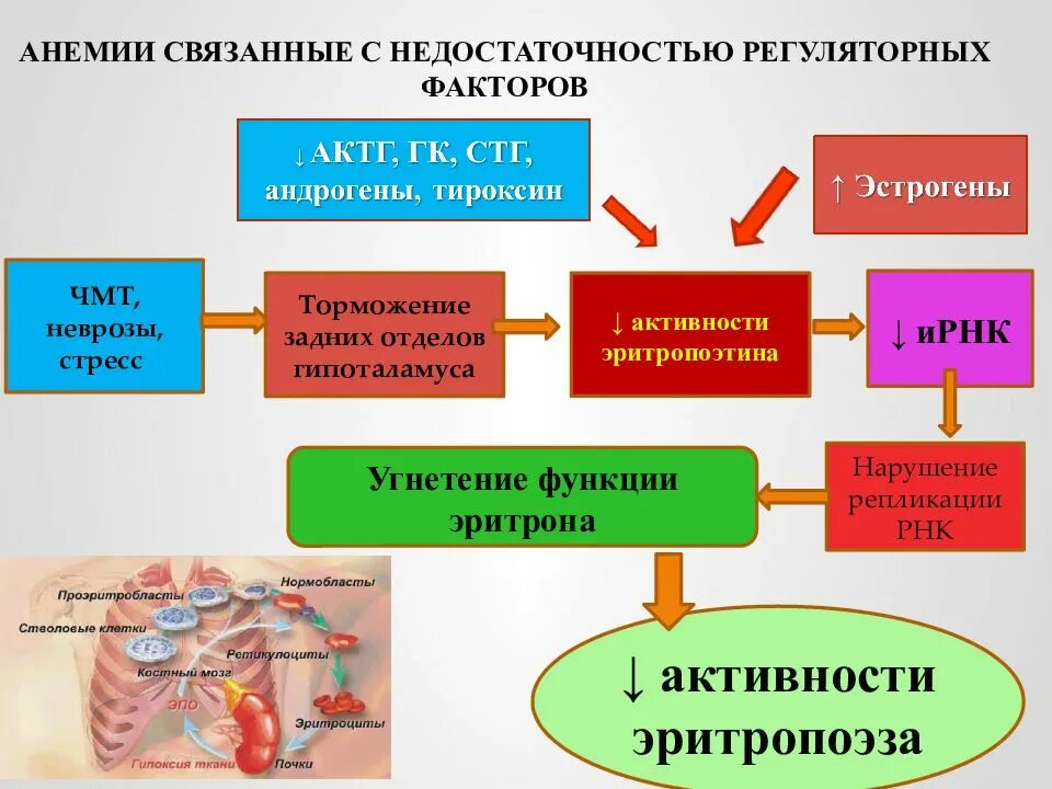 Факторы развития анемий. Нарушение системы эритроцитов.. Патофизиология системы крови. Факторы развития анемии. Факторы риска развития анемии.