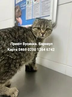 Приют бусинка