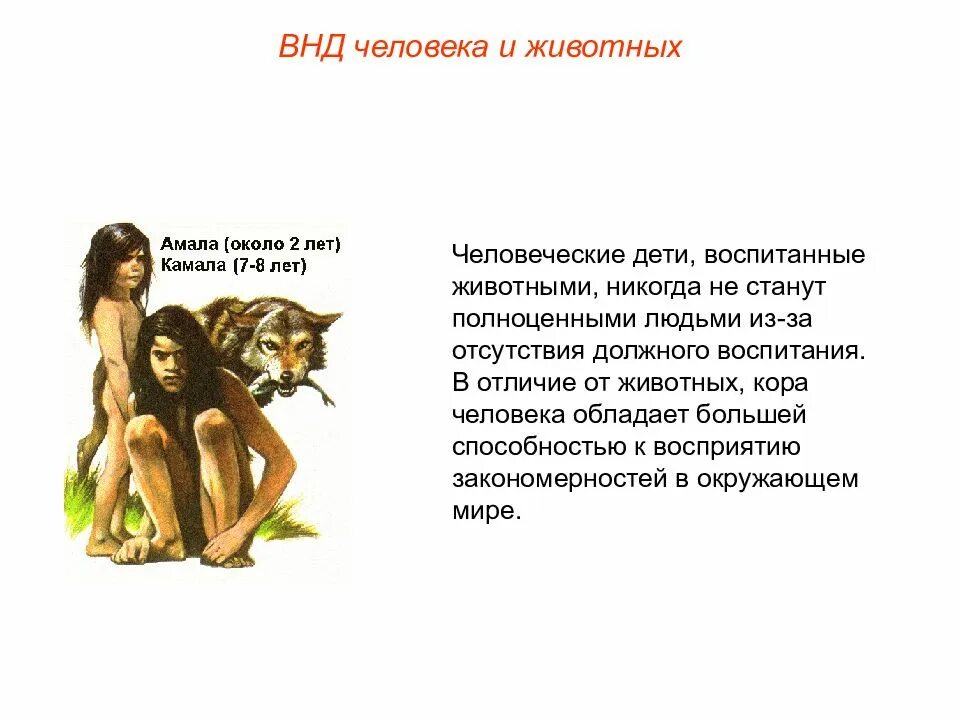 Особенности внд человека. Особенности высшей нервной деятельности человека. 2). Внд человека и животных отличие. Внд человека и животных отличие.