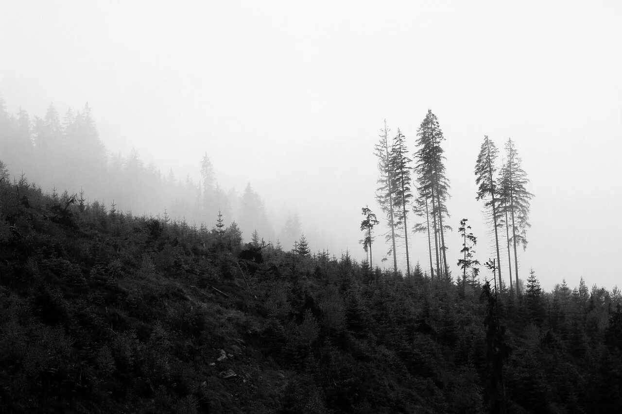 Самый черный лес. Скандинавия лес Шварцвальд. Черно белый лес. Лес в тумане черно белый. Серый лес.