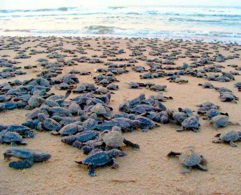 Черепахи много. Черепаший пляж Гоа. Морская черепаха и Черепашата. Морджим черепахи. Морские черепахи миграция.
