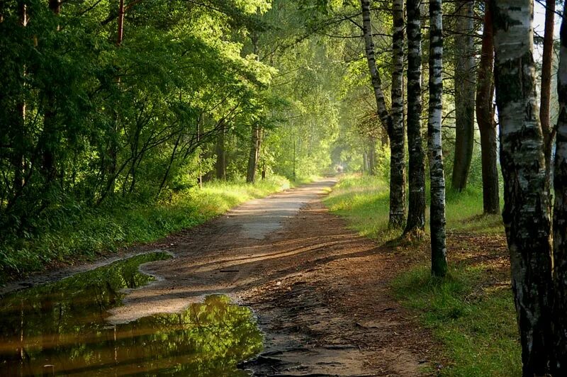 Белая роща красноярский край. Роща после дождя. Дождь в лесу. Пейзаж с березами. Роща после дождя.