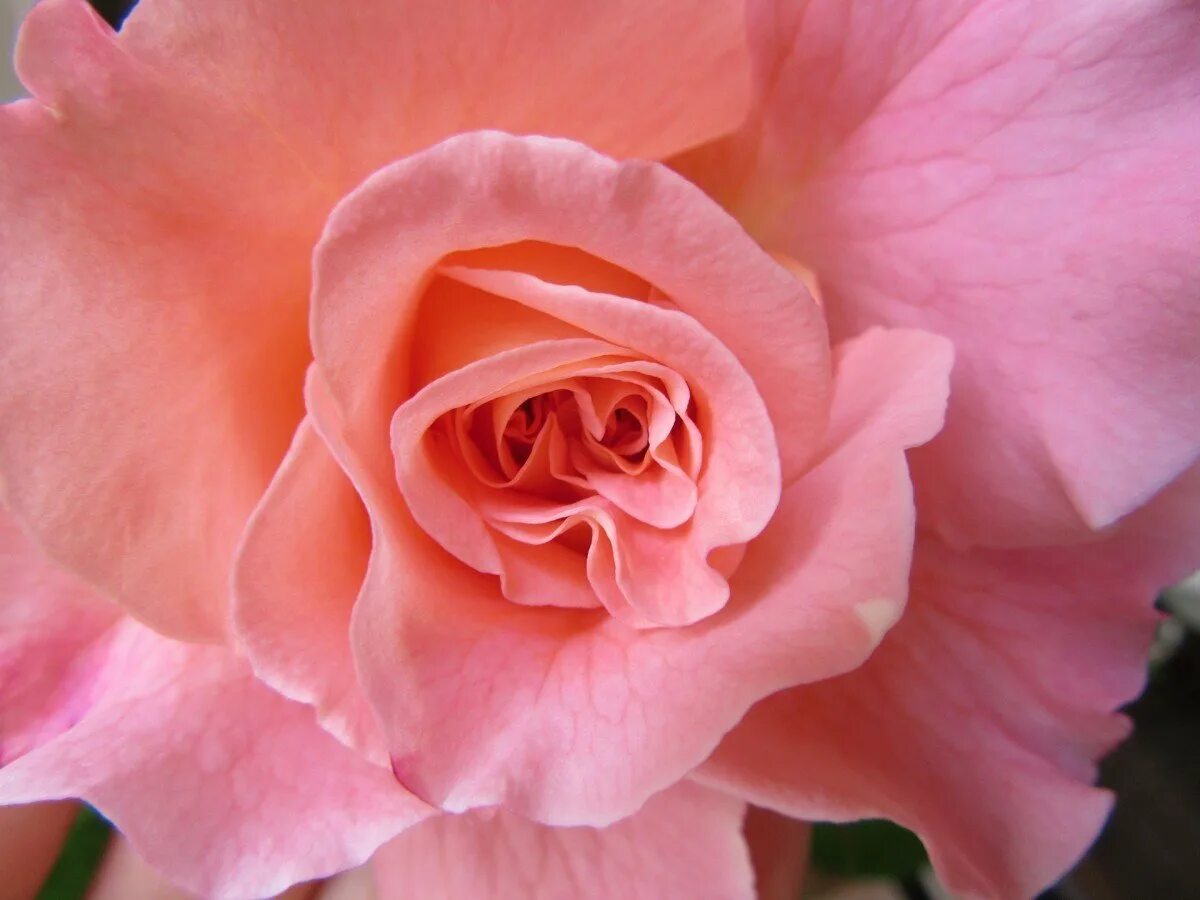 Rose romance. Сердцевина розы.