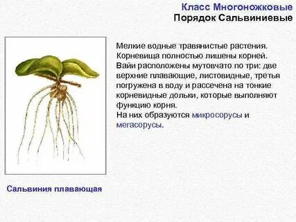 Корни водных растений