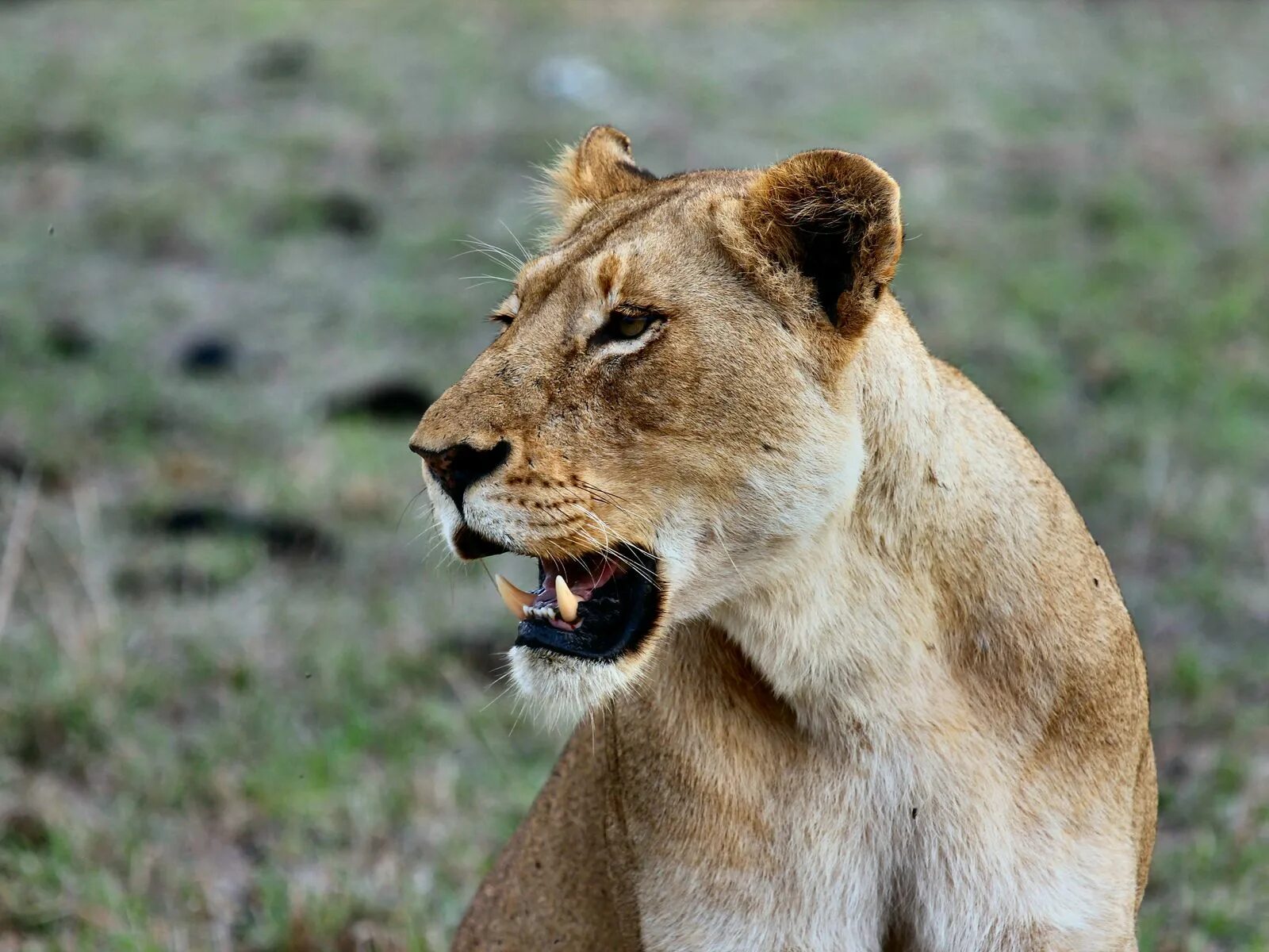 Видео дикая львица. Видео дикая львица. Видео дикая львица. Молодая львица. Дикая природа сафари охота львов.