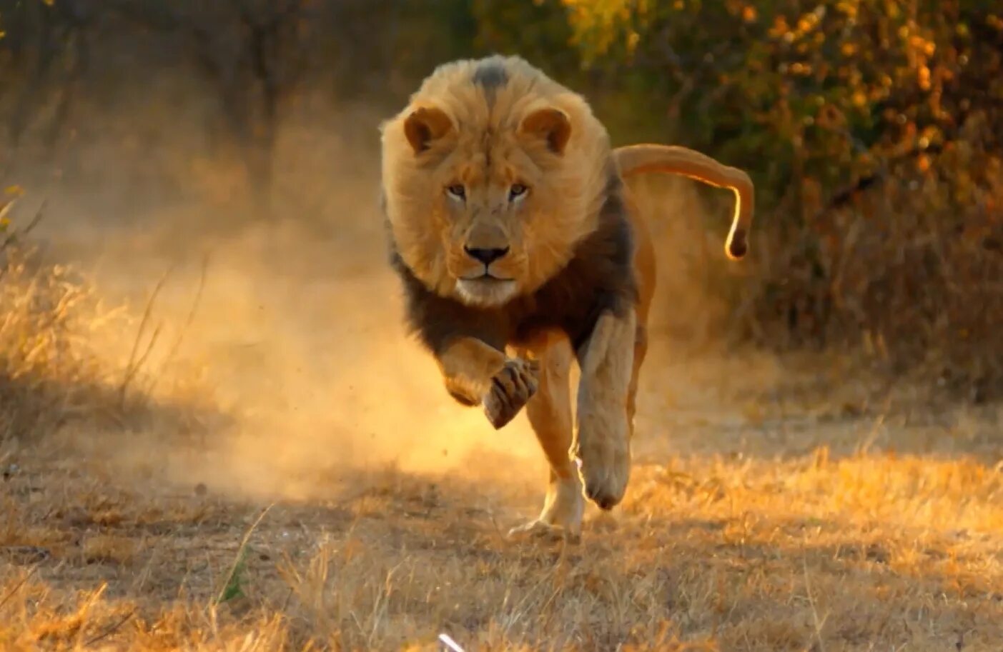 Лев гонится. Лев бежит. Лев прыгает. Лев в прыжке. Африканский Лев.