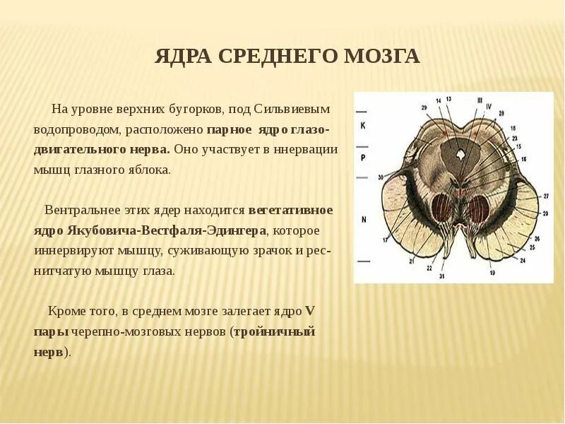 Средний мозг черепно мозговые нервы. Ядра черепно мозговых нервов среднего мозга. Ядра ЧМН В среднем мощне. В среднем мозге находятся ядра черепных нервов. Промежуточный мозг ядра ЧМН.