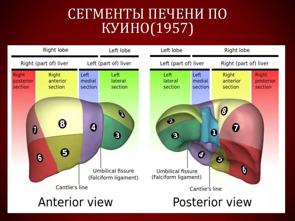 Образование печени что значит. Сегмент s3 печени. Схема сегментарного строения печени по куино. 4 Сегмент печени. S6 сегмент печени.