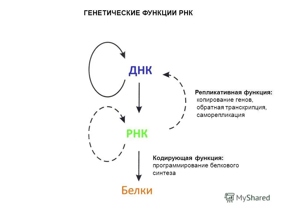 Функции РНК. Минус РНК кодирует 7 белков это. РНК Красносельского.