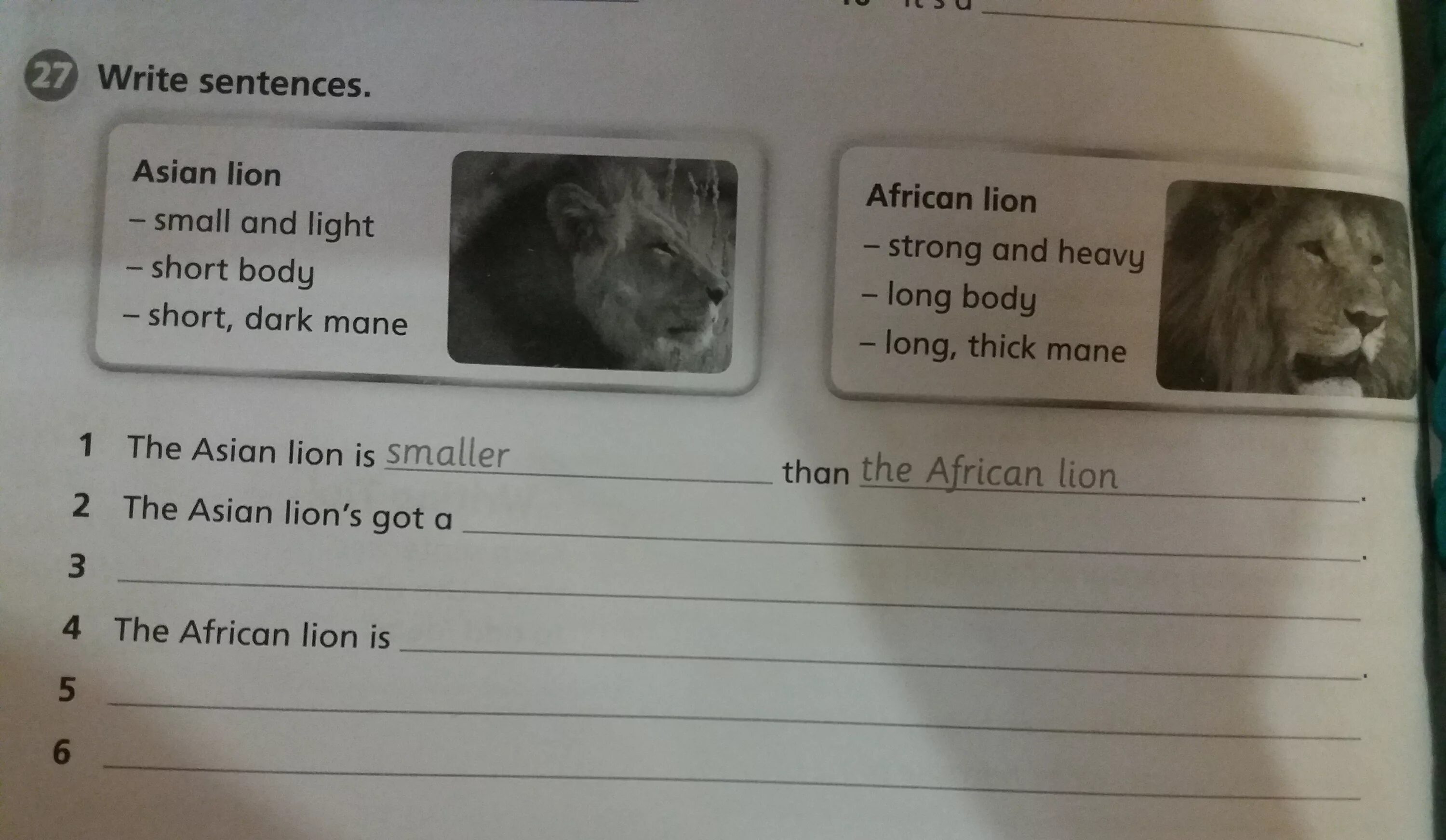 Write sentences. Write sentences as in the example. Look at the pictures what are they wearing write sentences in the Notebook. The Lion has got thick Mane, long Tail, big Teeth, and long body.. Write sentences about the pictures